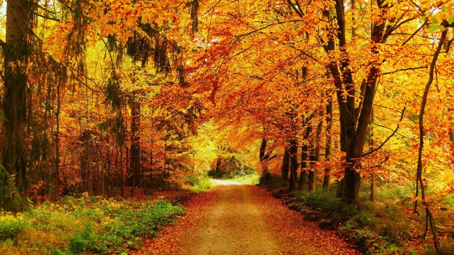 Goldener Herbst bei Burkhardtsgr&uuml;n.<br />
