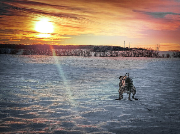 Herrlicher Sonnenaufgang, sieht auch mein Hund sicherlich so :)